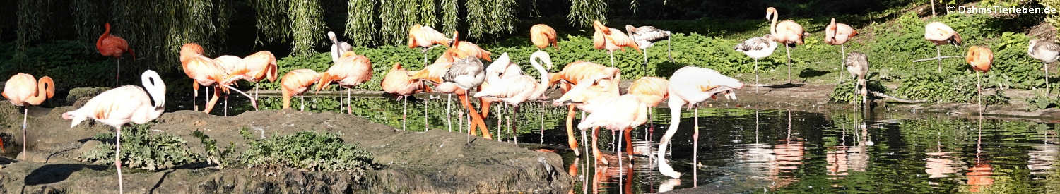 Kubaflamingos (Phoenicopterus ruber ruber)