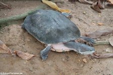 Helle Krötenkopfschildkröte (Phrynops hilarii) im Zoo Krefeld