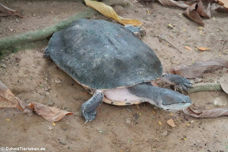 Helle Krötenkopfschildkröte (Phrynops hilarii)