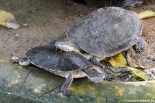 Helle Krötenkopfschildkröten (Phrynops hilarii) im Zoo Krefeld