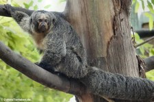 weiblicher Weißkopfsaki (Pithecia pithecia) im Zoo Krefeld