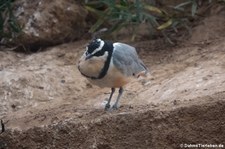 Krokodilwächter (Pluvianus aegyptius) im Zoo Krefeld