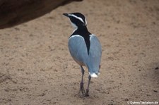 Krokodilwächter (Pluvianus aegyptius) im Zoo Krefeld