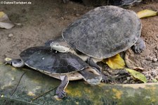 Arrauschildkröten (Podocnemis expansa) im Zoo Krefeld