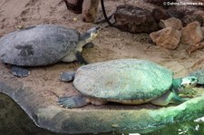 Arrauschildkröten (Podocnemis expansa) im Zoo Krefeld