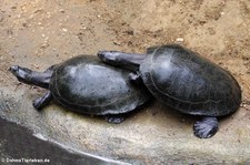 Terekay-Schienenschildkröten (Podocnemis unifilis) im Zoo Krefeld