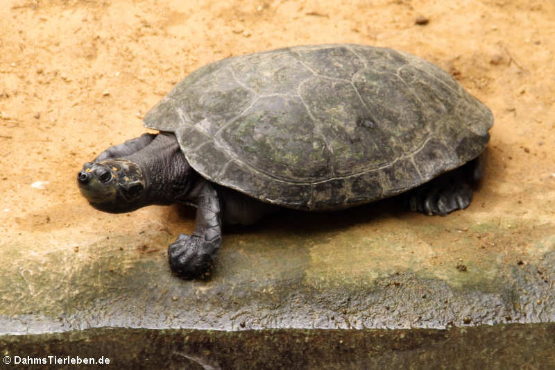 Terekay-Schienenschildkröte (Podocnemis unifilis)