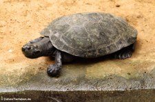 Terekay-Schienenschildkröte (Podocnemis unifilis) im Zoo Krefeld