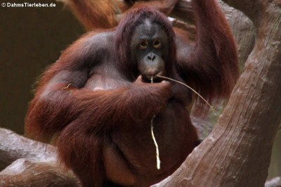 Borneo Orang-Utan (Pongo pygmaeus)