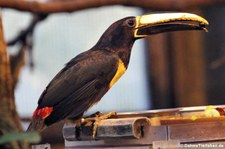 Schwarzkehlarassari (Pteroglossus aracari) im Zoo Krefeld