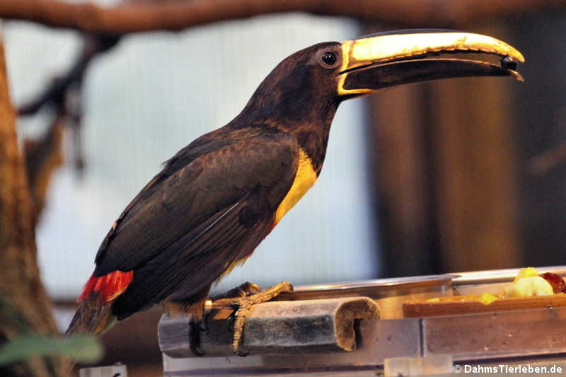 Pteroglossus aracari