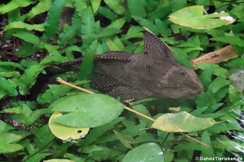 Vielgepunkteter Schilderwels (Pterygoplichthys multiradiatus)