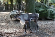 Waldren (Rangifer tarandus fennicus) im Zoo Krefeld