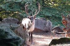 Waldren (Rangifer tarandus fennicus) im Zoo Krefeld