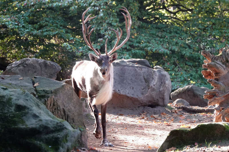 Rangifer tarandus fennicus