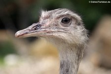 Nandu (Rhea americana) im Zoo Krefeld