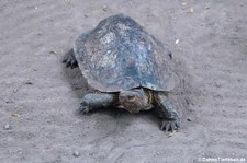 Costa-Rica-Erdschildkröte (Rhinoclemmys pulcherrima manni) im Zoo Krefeld