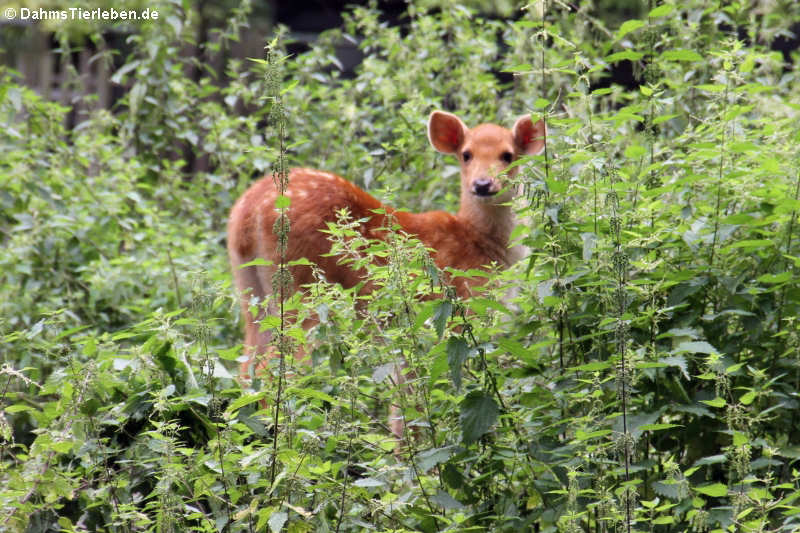 Barasingha-Hirsch (Rucervus duvaucelii)