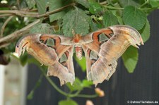 Atlasspinner (Attacus atlas) im Zoo Krefeld