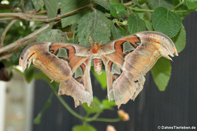 Atlasspinner (Attacus atlas)