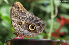 Bananenfalter (Caligo memnon) im Zoo Krefeld