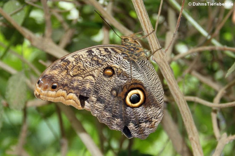 Caligo telamonius memnon
