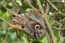 Bananenfalter (Caligo memnon) im Zoo Krefeld