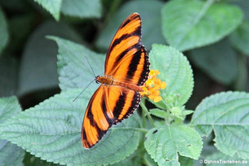 Passionsfalter (Dryadula phaetusa)