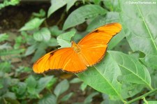 Julia Falter (Dryas iulia) im Zoo Krefeld