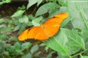 Dryas iulia