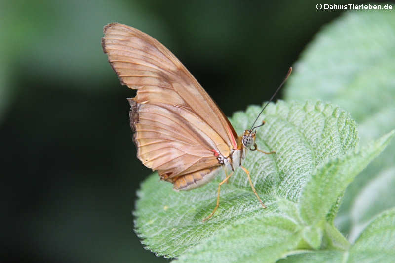 Juliafalter (Dryas iulia)