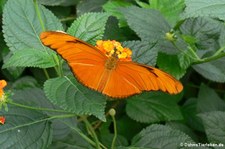 Julia Falter (Dryas iulia) im Zoo Krefeld