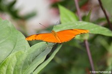 Julia Falter (Dryas iulia) im Zoo Krefeld