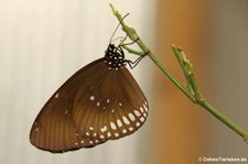 Oleanderfalter (Euploea core) im Kaeng Krachan National Park, Thailand