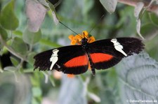 Heliconius clysonymus montanus im Zoo Krefeld