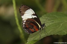 Blauer Passionsblumenfalter (Heliconius cydno) im Zoo Krefeld