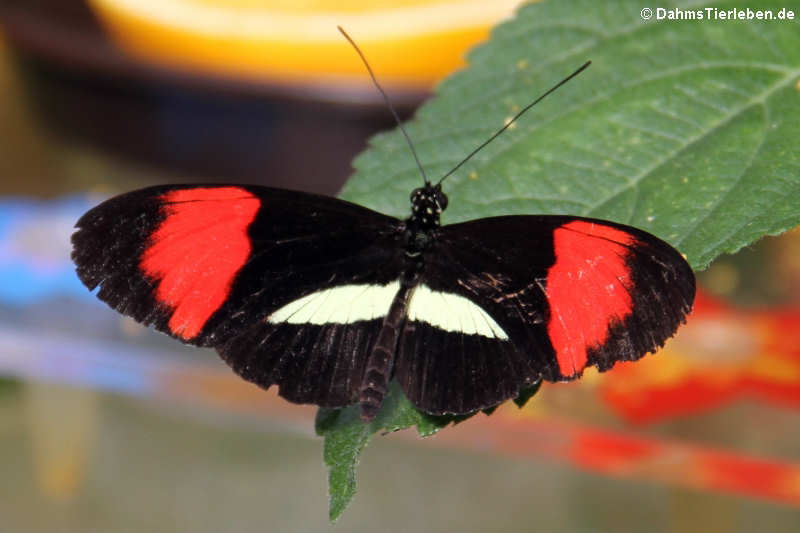 Kleiner Kurier (Heliconius erato)