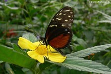 Tiger-Passionsblumenfalter (Heliconius hecale) im Zoo Krefeld