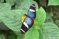 Sara Passionsfalter (Heliconius sara) in Burgers' Mangrove, Arnheim