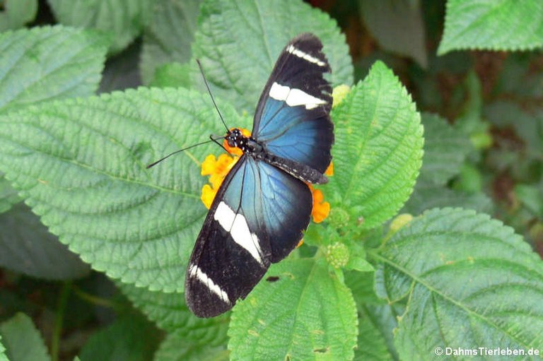 Heliconius sara