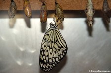 Weiße Baumnymphe (Idea leuconoe) im Zoo Krefeld