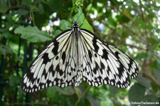 Weiße Baumnymphe (Idea leuconoe) im Zoo Krefeld