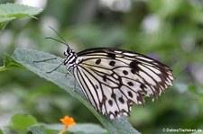 Weiße Baumnymphe (Idea leuconoe) im Zoo Krefeld