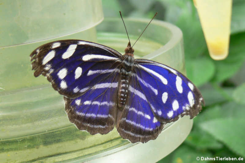 Scheinschillerfalter (Myscelia cyaniris)