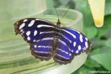 Scheinschillerfalter (Myscelia cyaniris) im Schmetterlingsgarten Grevenmacher, Luxemburg