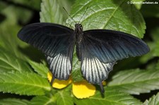 Großer Mormon (Papilio memnon) im Zoo Krefeld