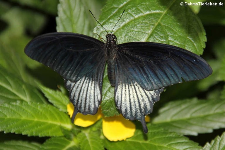 Papilio memnon