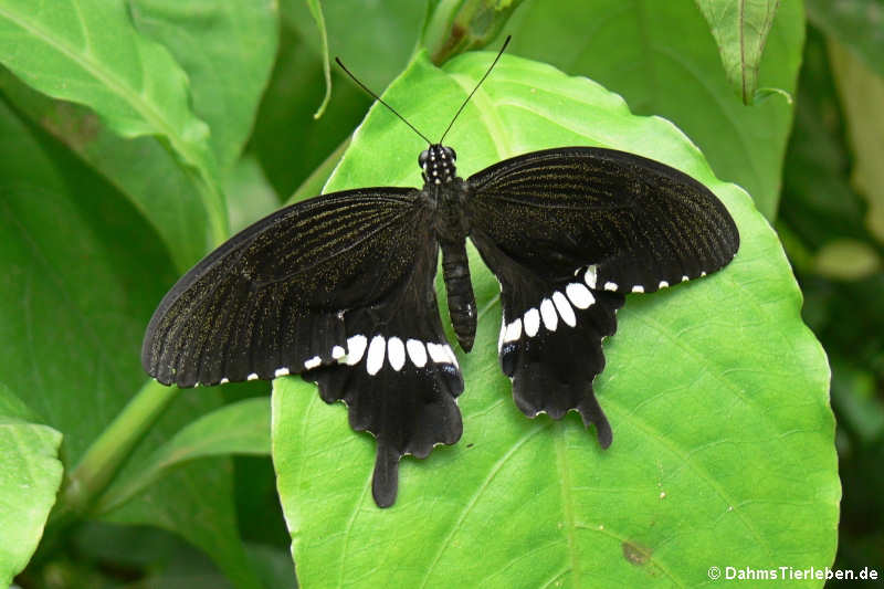 Kleiner Mormon (Papilio polytes)