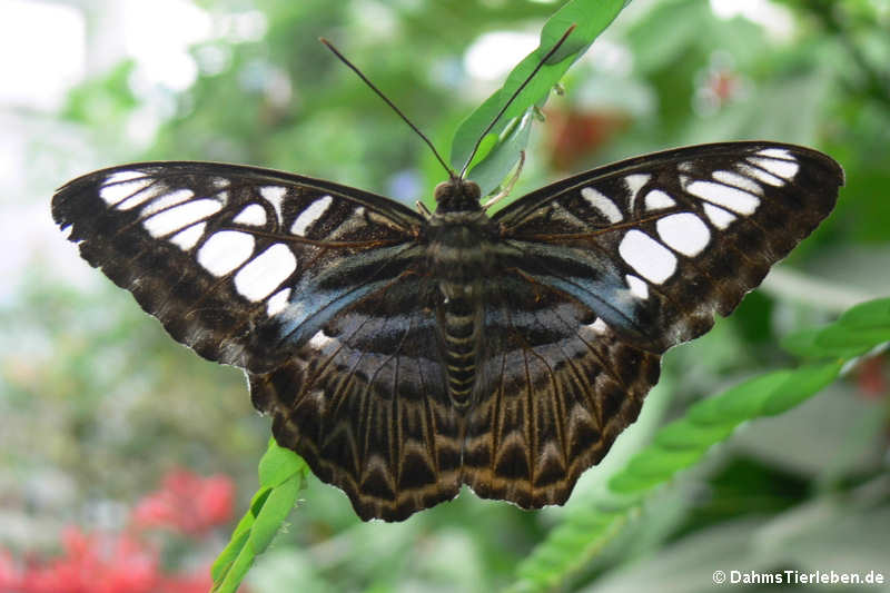 Blauer Segler Parthenos sylvia-4