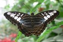 Parthenos sylvia